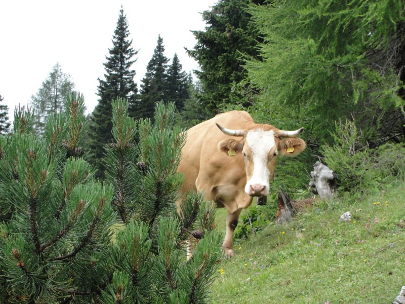 koroica47.jpg