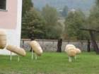 kostanjevica110_small.jpg