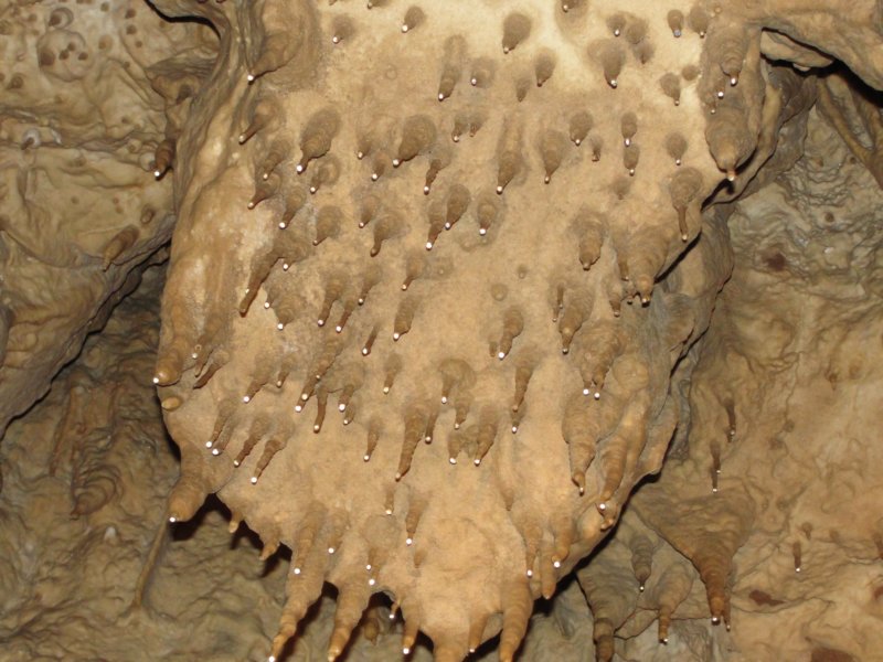 kostanjevica32.jpg