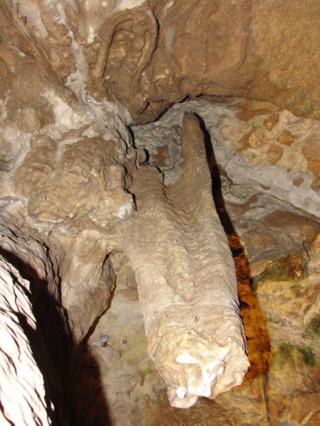 kostanjevica79.jpg