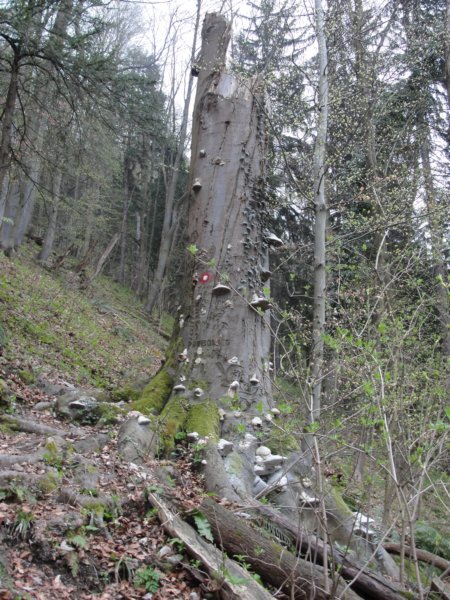 krvavica20139.jpg