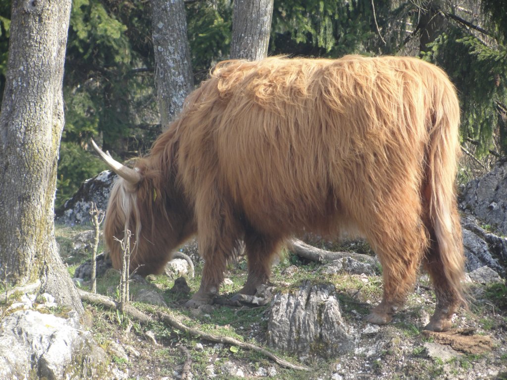 kurenvrhnika26.jpg