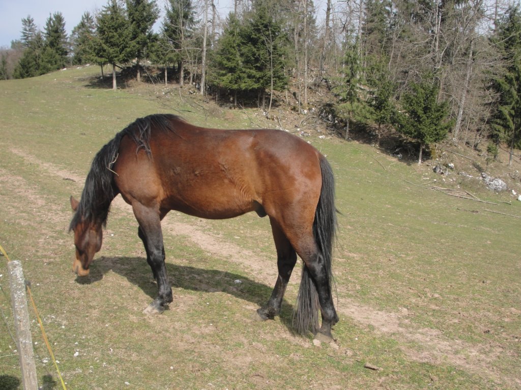 kurenvrhnika32.jpg