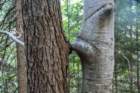 kurjivrh20179_small.jpg