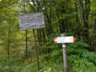 kraljevskapica42_small.jpg