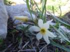 labinska55_small.jpg