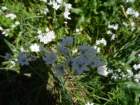 labinska60_small.jpg