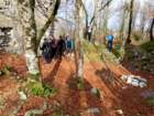 limberk20265_small.jpg