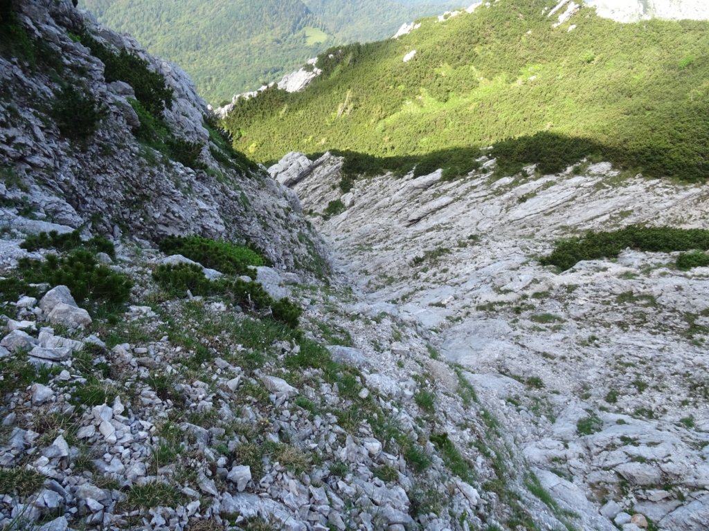 limberkasmer6.jpg