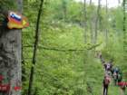 limberk20_small.jpg