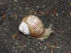 limberk2_small.jpg