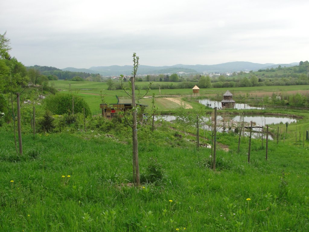 limberk39.jpg