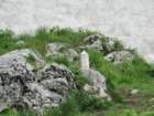 limberk68_small.jpg