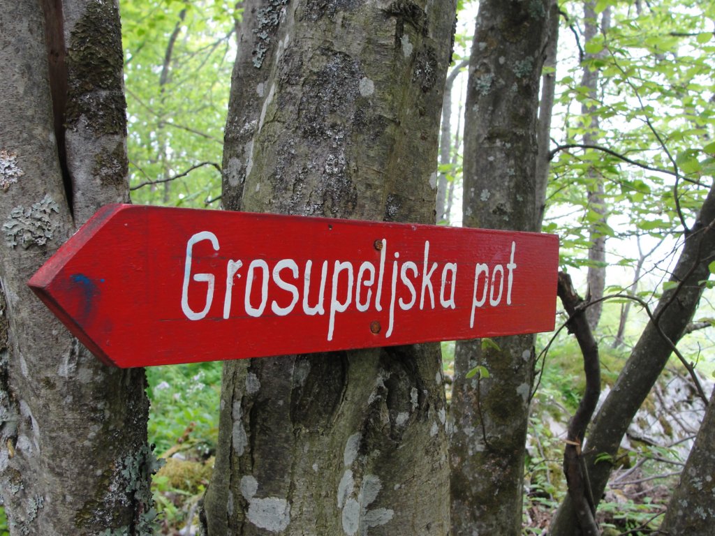 limberk9.jpg