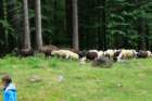 mangartskaplanina19_small.jpg