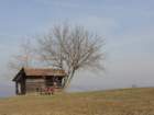 medvedjek49_small.jpg