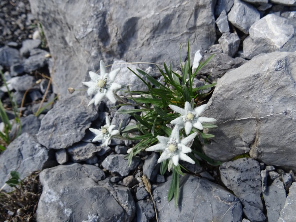 montezermula26.jpg