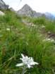 montezermula58_small.jpg