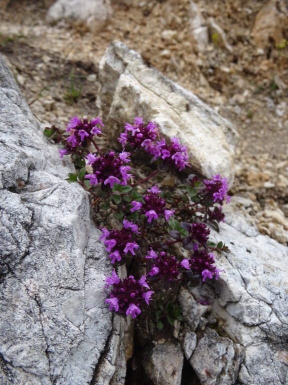montezermula60.jpg