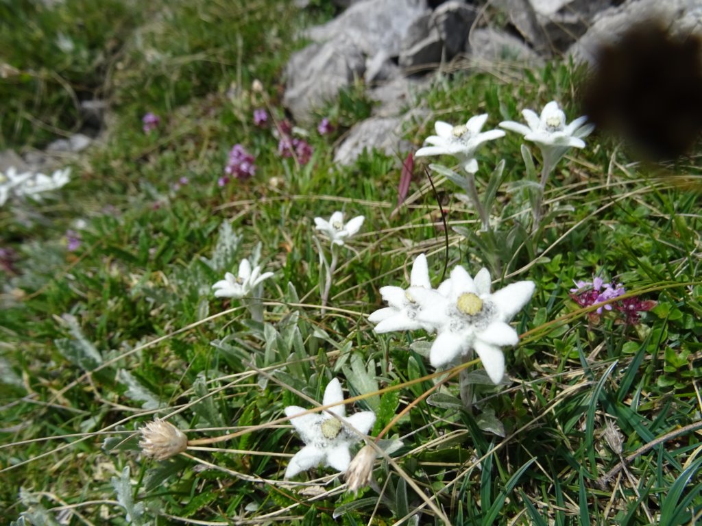 montezermula90.jpg