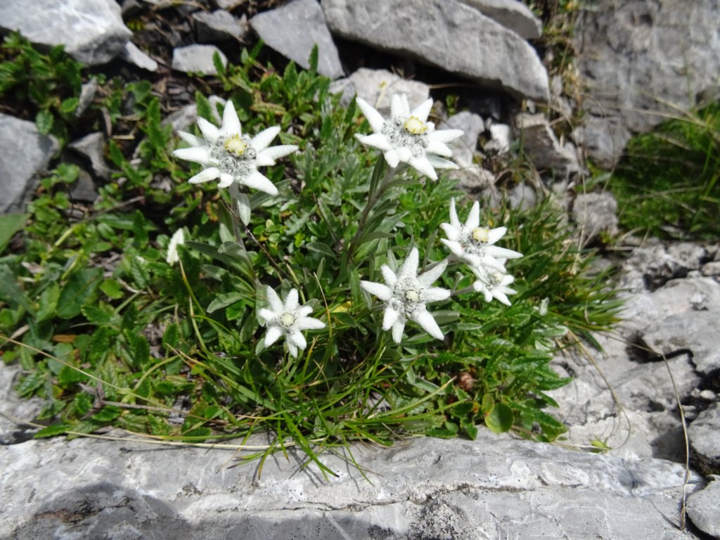 montezermula92.jpg