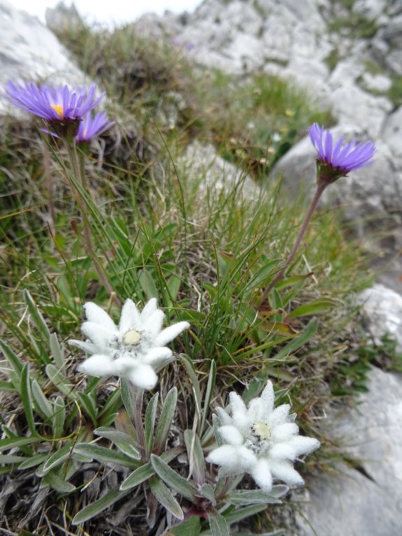 montezermula95.jpg