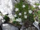 montezermula96_small.jpg