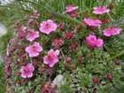 montezermula98_small.jpg