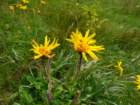 montezermula99_small.jpg
