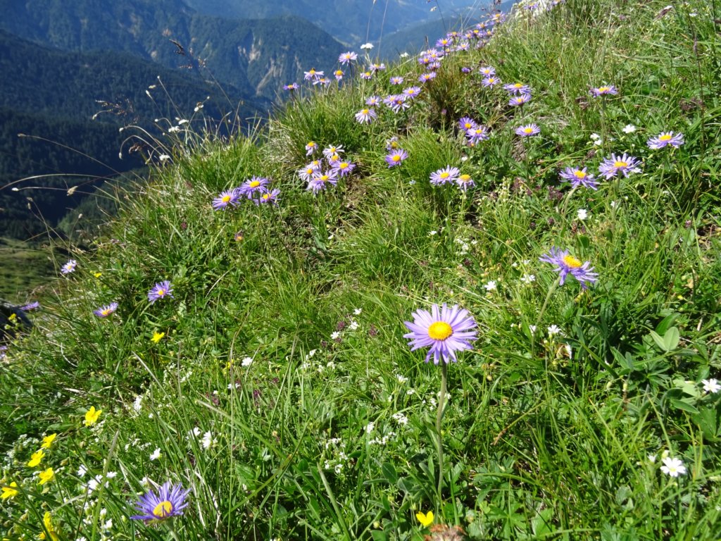 montezermula44.jpg
