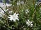 montezermula60_small.jpg