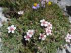montezermula61_small.jpg
