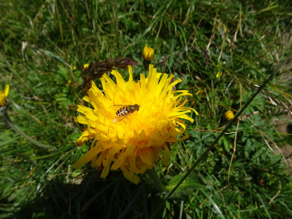 montezermula66.jpg