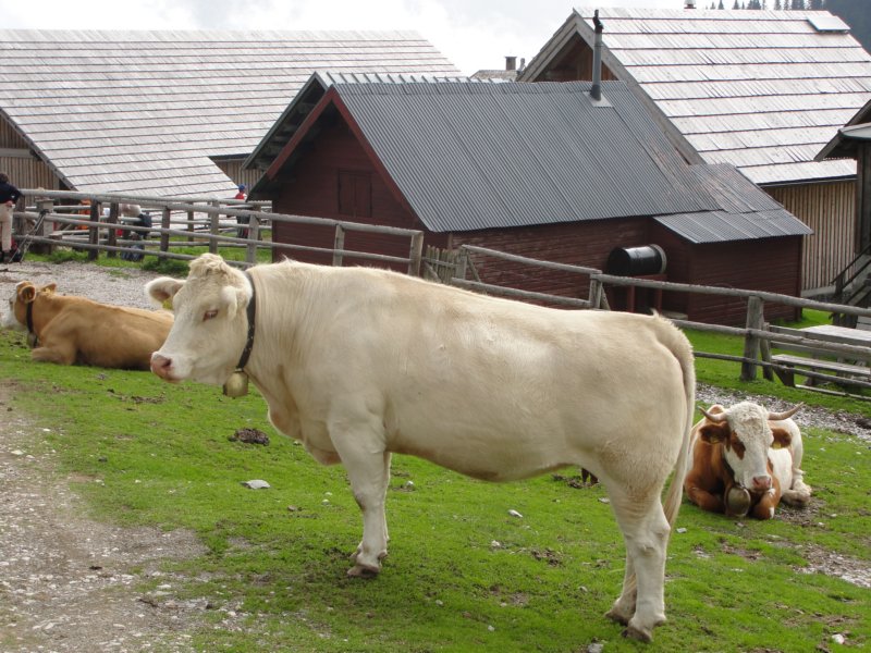 ojstrnik043.jpg