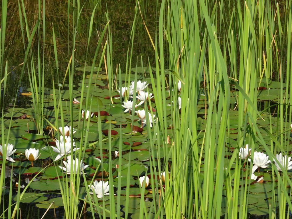 otmarjevapot22.jpg