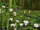 otmarjevapot23_small.jpg