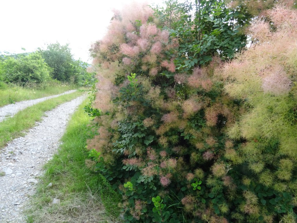 otmarjevapot52.jpg