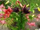 otmarjevapot61_small.jpg