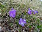 peca202054_small.jpg