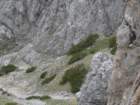 peca202057_small.jpg