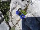 peralbainchiadenis94_small.jpg
