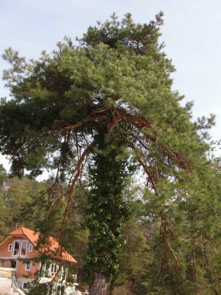 povrnica29.jpg