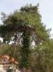 povrnica29_small.jpg