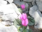 poganamlinarica22_small.jpg