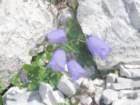 poganamlinarica32_small.jpg