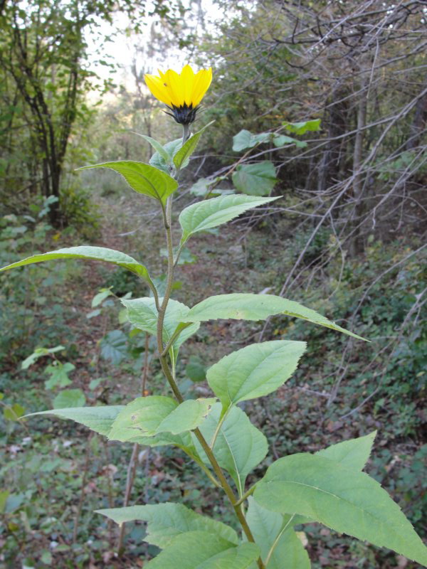 primoinilentabor013.jpg
