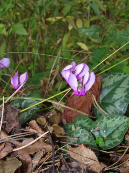 primoinilentabor025.jpg