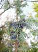 primoinilentabor034_small.jpg