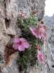 prisank61_small.jpg
