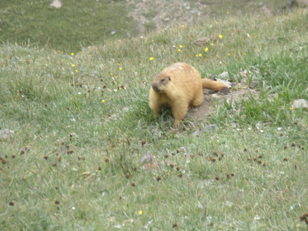 pikrazdelnaya5.jpg